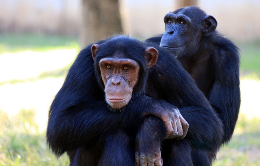chimpanzee-88994_1920.jpg